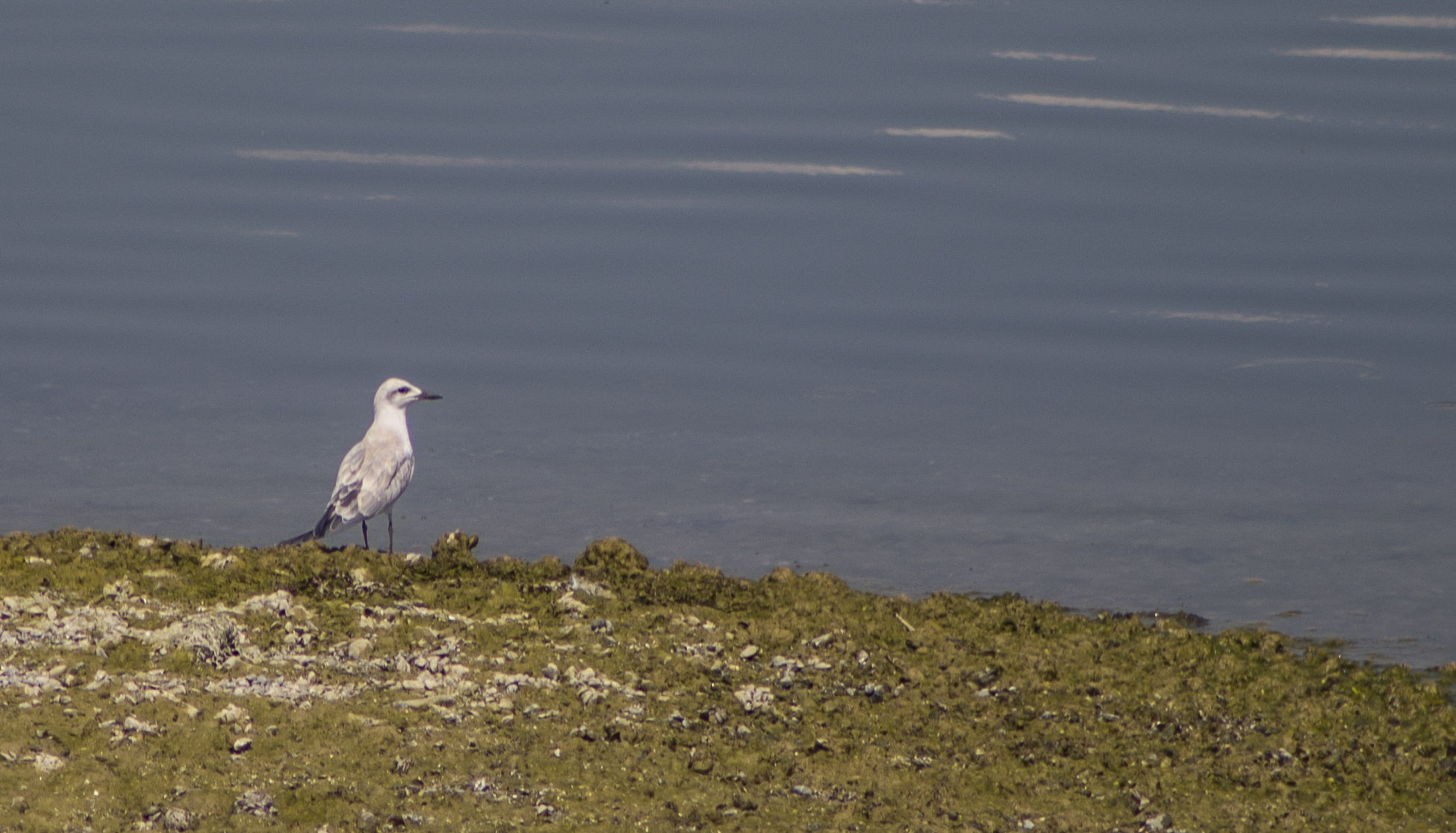 Gull-billed Tern